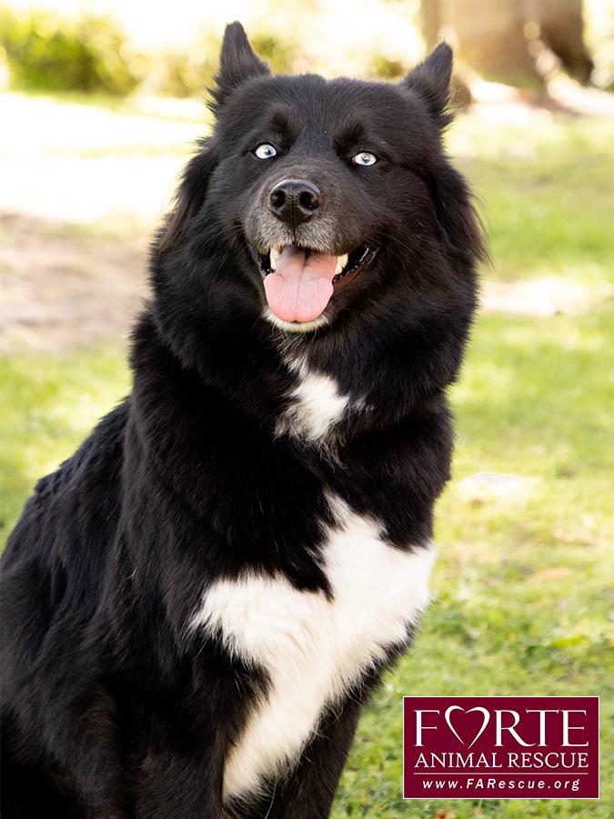 Enlarge Cielo, a ADOPTABLE mixed breed in Marina Del Rey, CA image 6/6