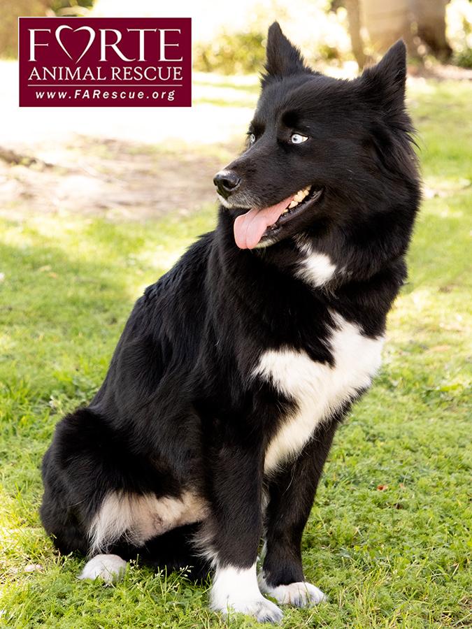 Enlarge Cielo, a ADOPTABLE mixed breed in Marina Del Rey, CA image 2/6