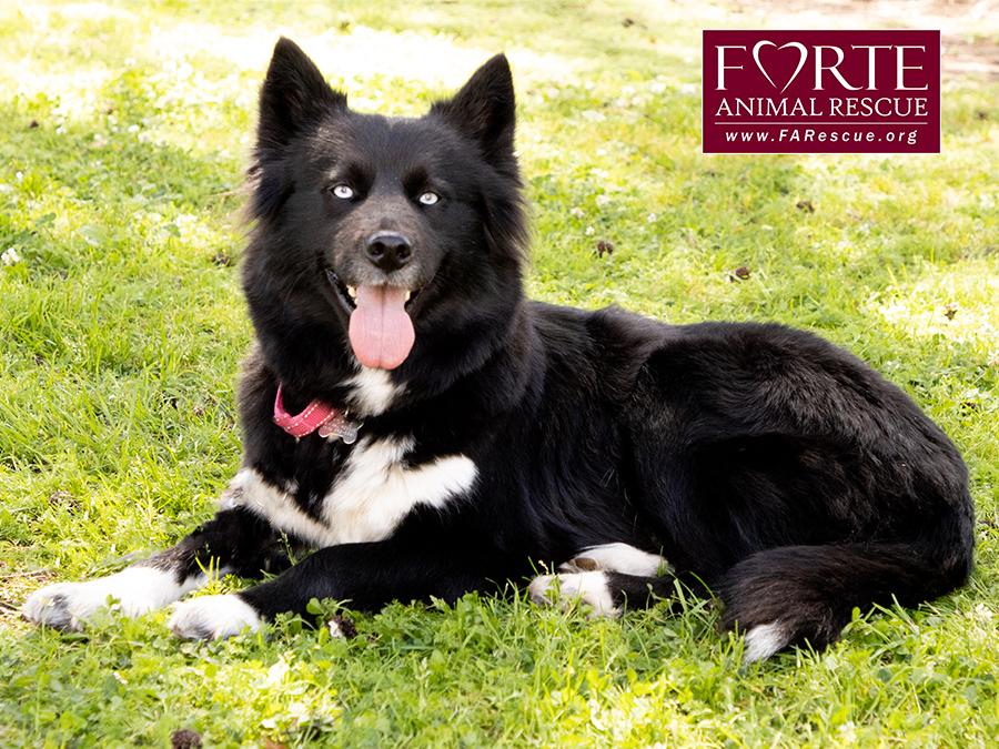 Enlarge Cielo, a ADOPTABLE mixed breed in Marina Del Rey, CA image 4/6