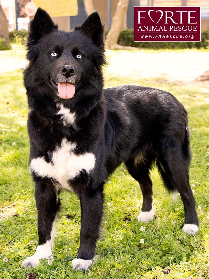 Enlarge Cielo, a ADOPTABLE mixed breed in Marina Del Rey, CA image 3/6