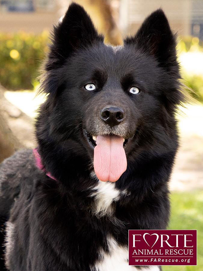 Enlarge Cielo, a ADOPTABLE mixed breed in Marina Del Rey, CA image 1/6
