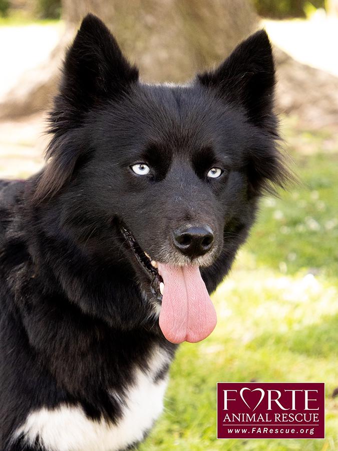 Enlarge Cielo, a ADOPTABLE mixed breed in Marina Del Rey, CA image 5/6