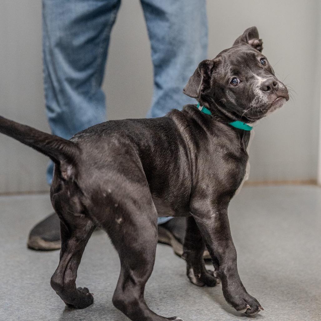 Kenslee, Adoptable, Puppy Female Boxer & Mixed Breed.