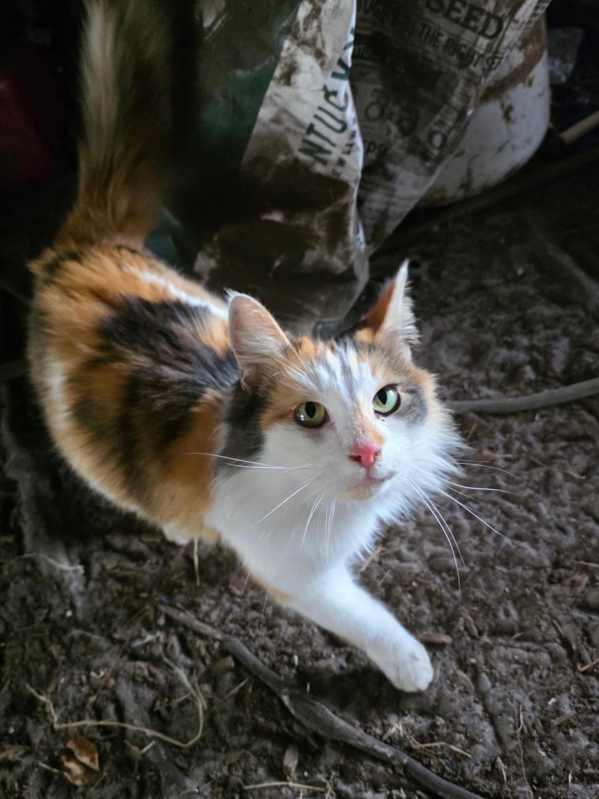 Enlarge Peaches, a ADOPTABLE mixed breed in Gainesville, FL image 3/6