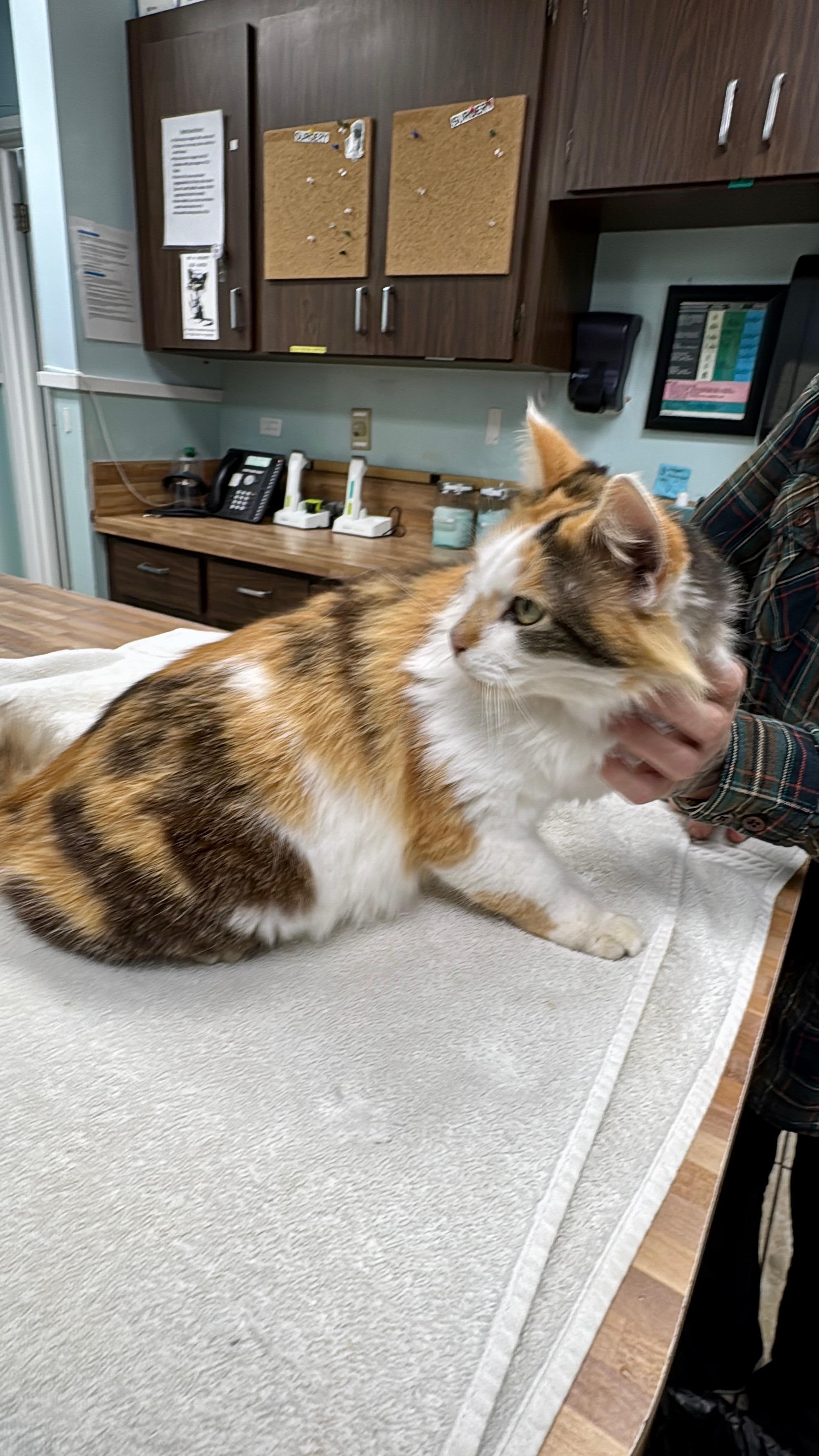 Enlarge Peaches, a ADOPTABLE mixed breed in Gainesville, FL image 1/6