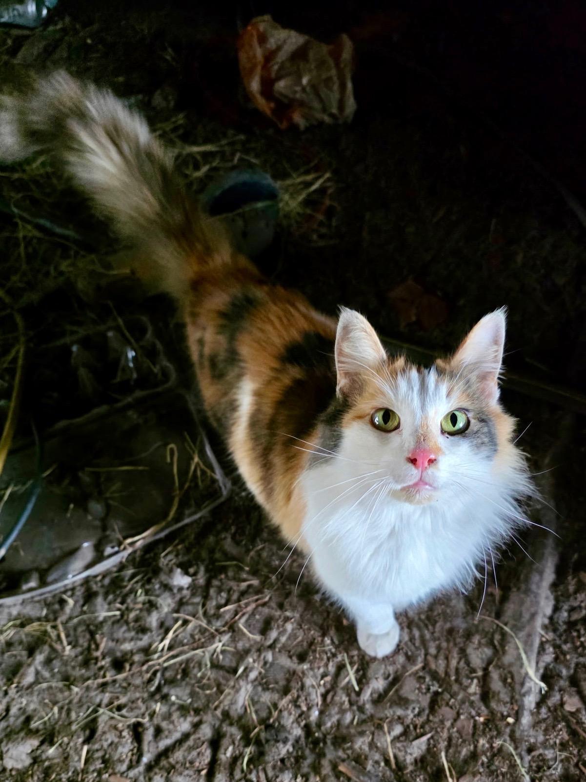 Enlarge Peaches, a ADOPTABLE mixed breed in Gainesville, FL image 6/6