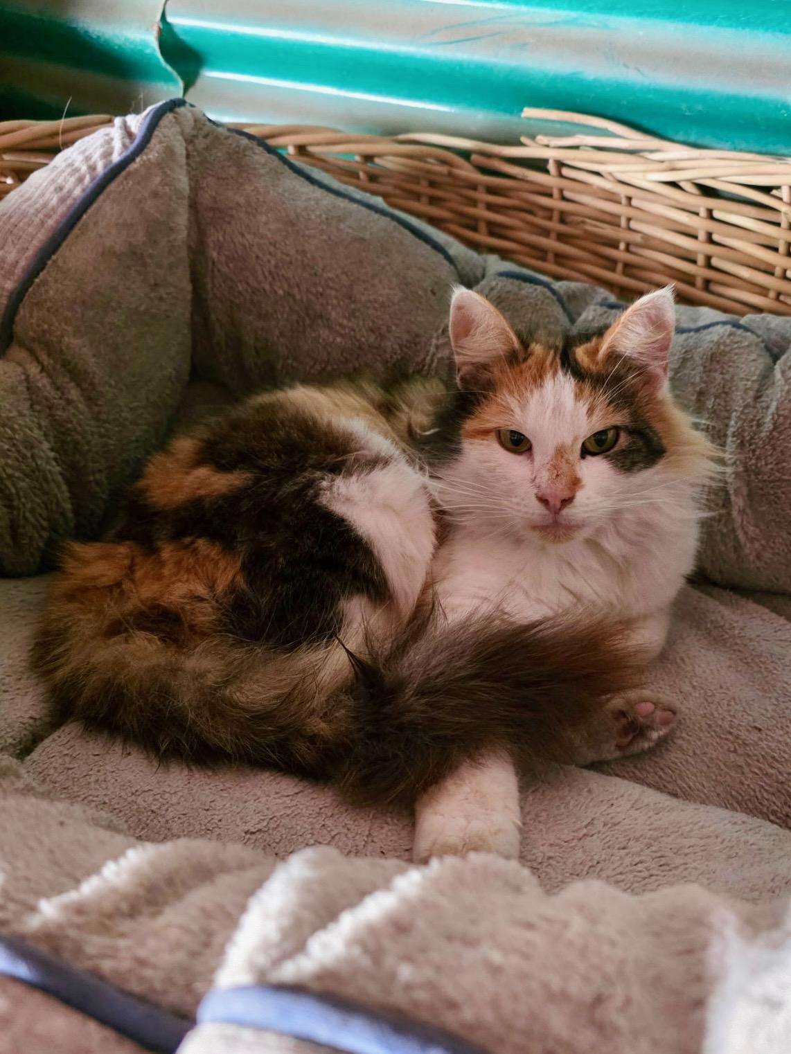 Enlarge Peaches, a ADOPTABLE mixed breed in Gainesville, FL image 4/6