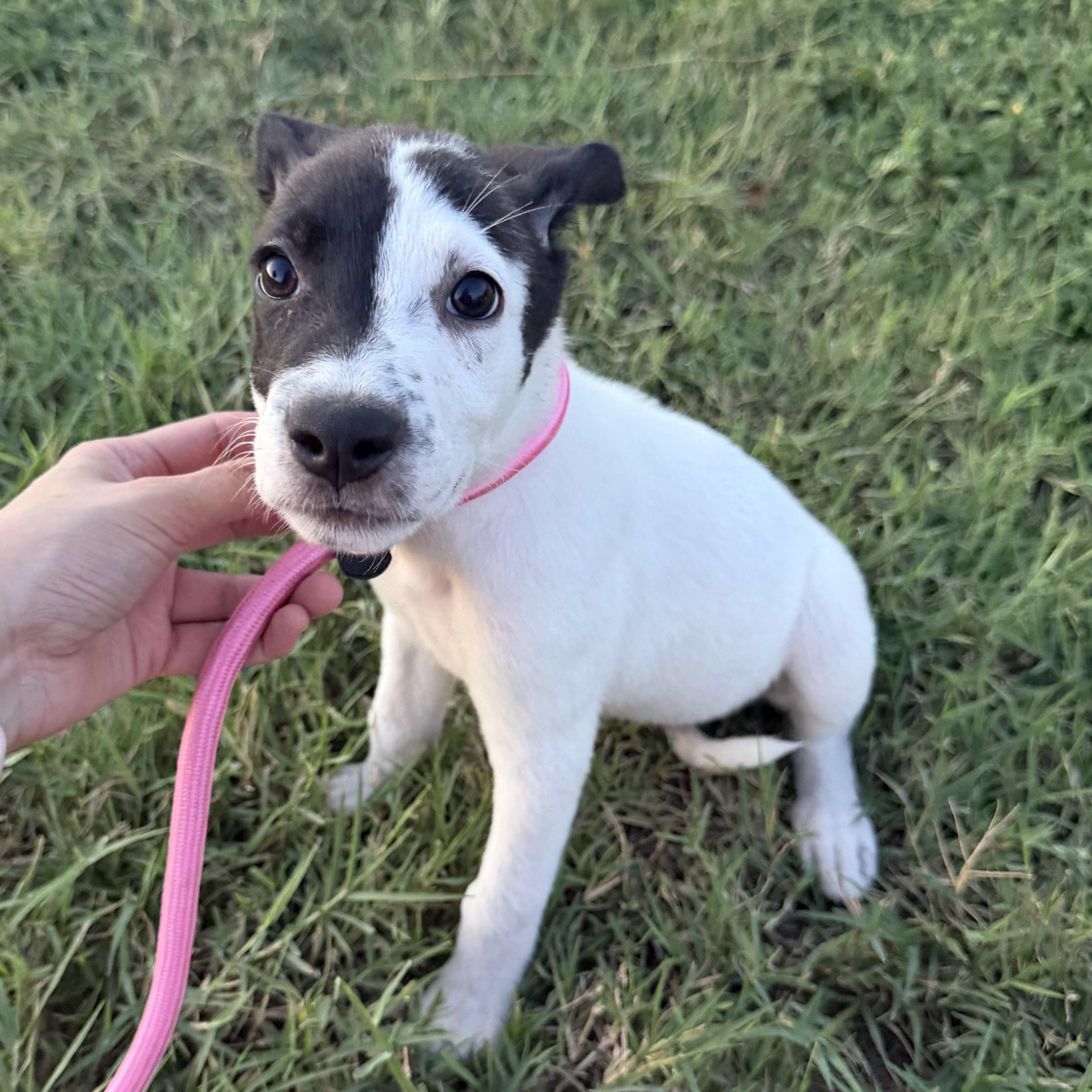 Enlarge Sage, a Adoptable mixed breed in New York, NY image 2/4