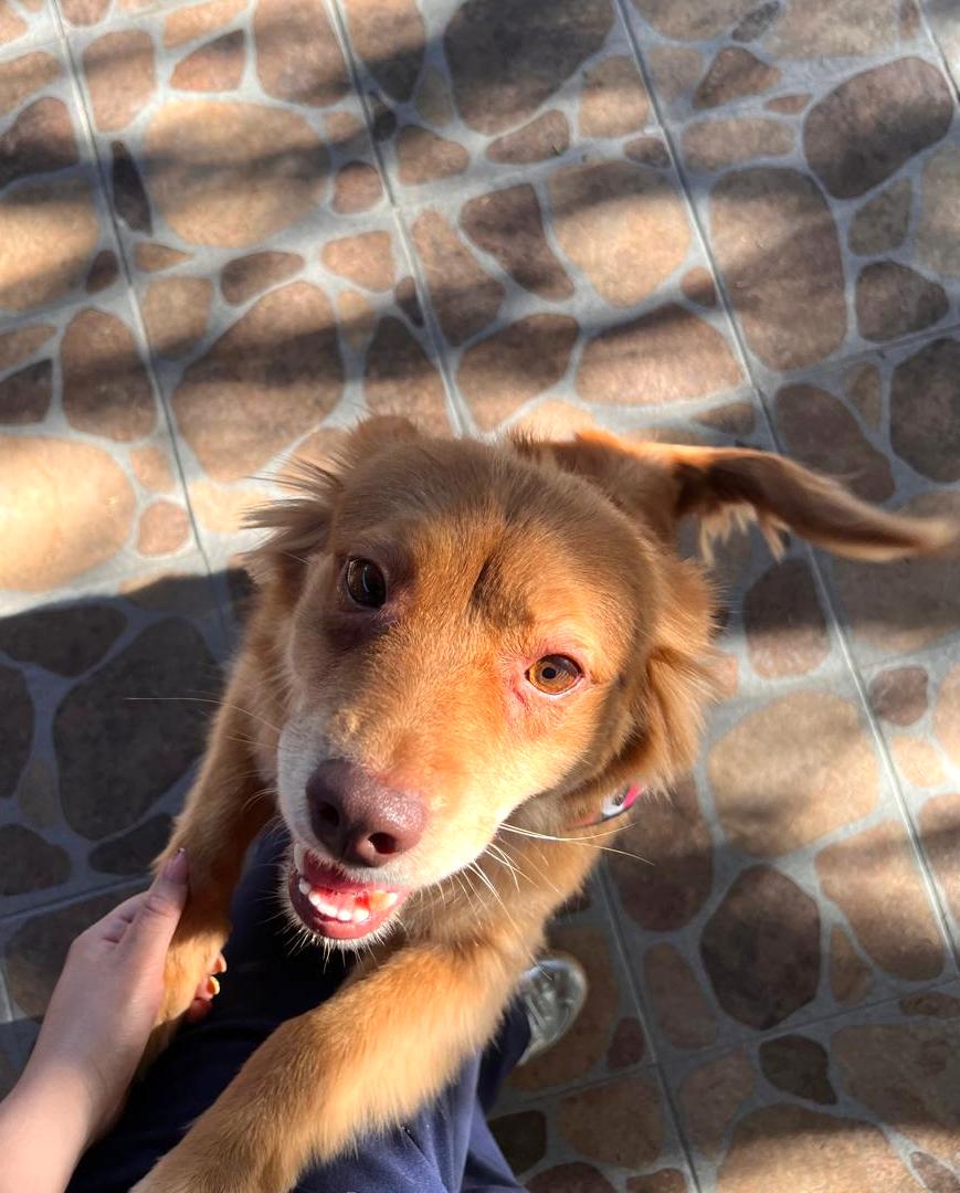 Enlarge Miel Canelita, a Adoptable mixed breed in Mexicali, BCN image 3/5