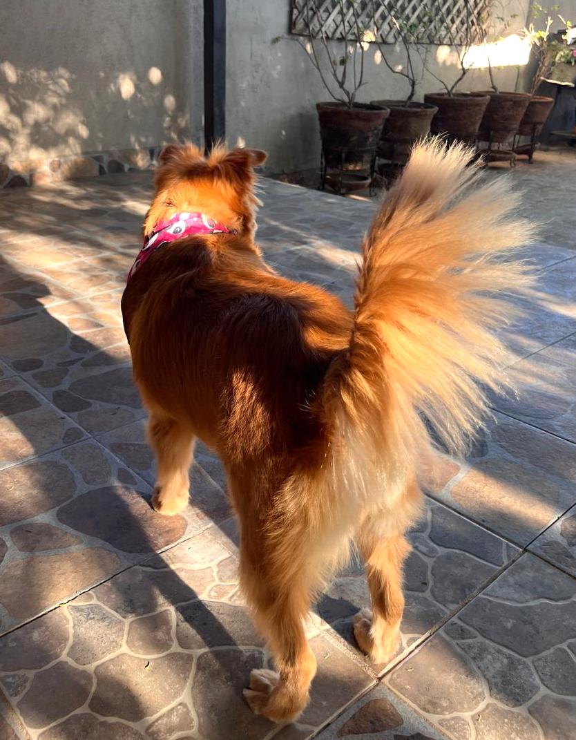 Enlarge Miel Canelita, a Adoptable mixed breed in Mexicali, BCN image 4/5