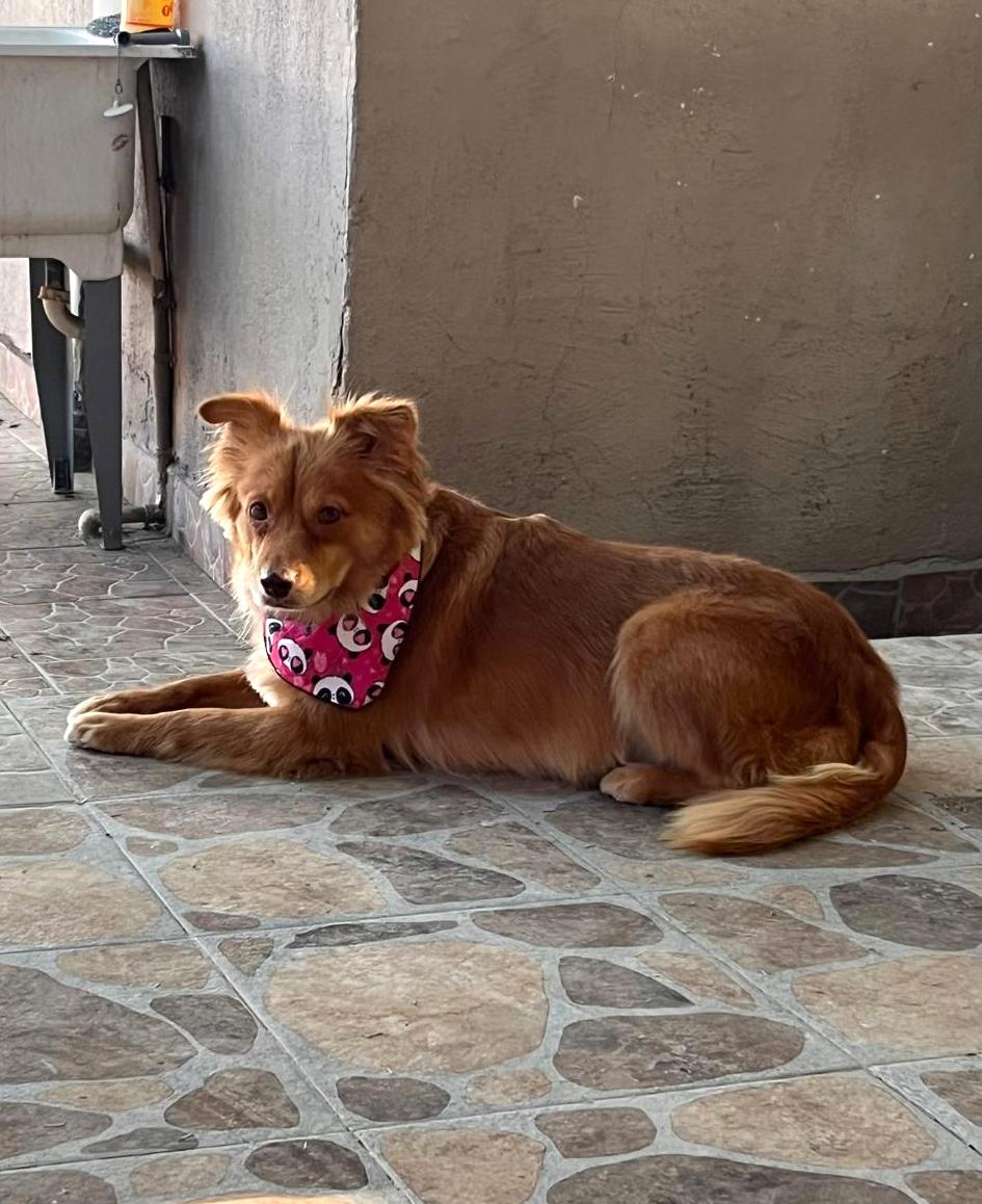 Miel Canelita, Adoptable, Young Female Cocker Spaniel & Golden Retriever.