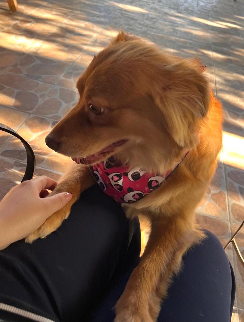 Enlarge Miel Canelita, a Adoptable mixed breed in Mexicali, BCN image 5/5