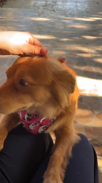 Enlarge Miel Canelita, a Adoptable mixed breed in Mexicali, BCN video 1/5