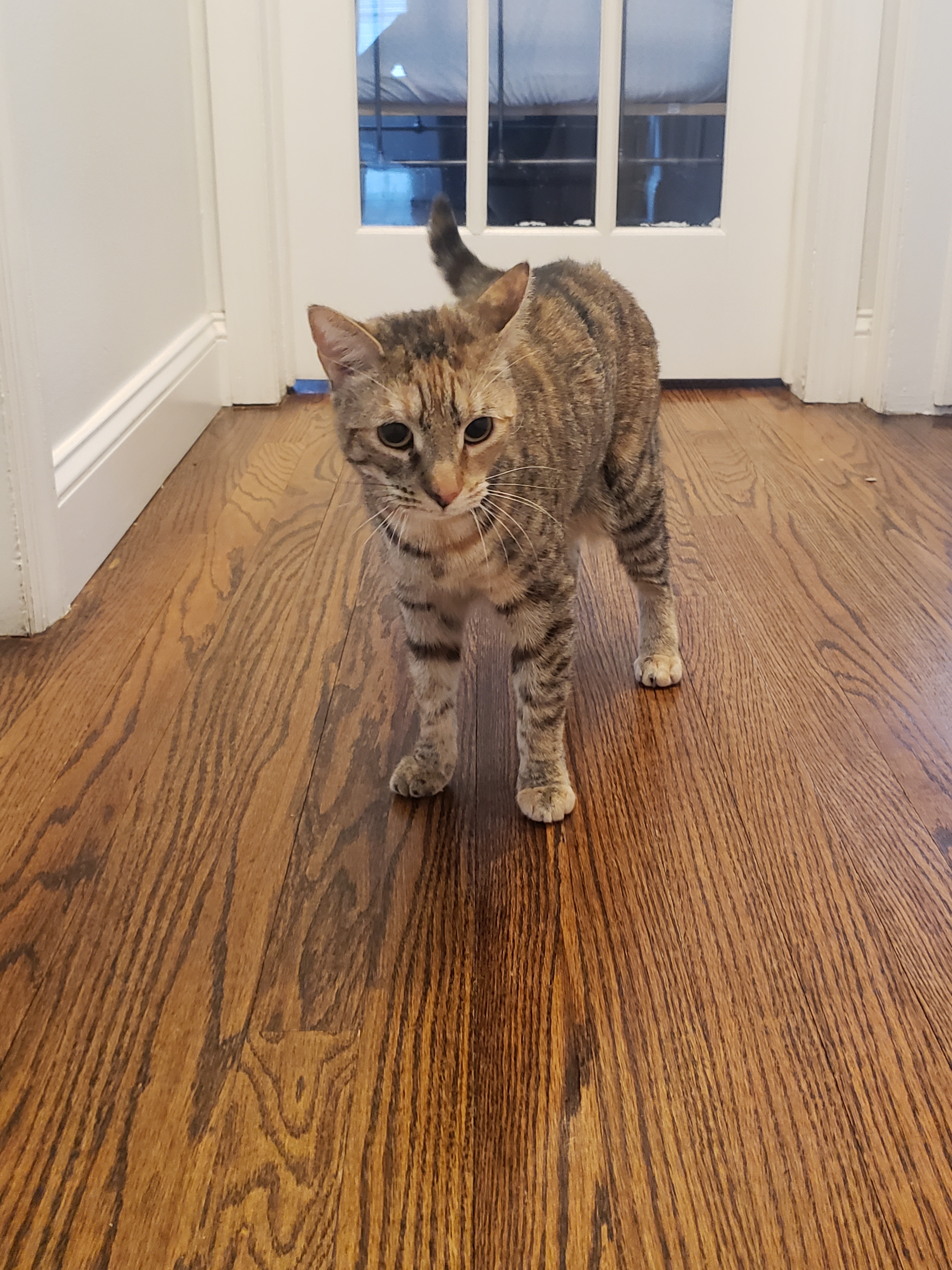 Zilli Girl, a Adoptable Domestic Short Hair in Highland Park, NJ image 1/11