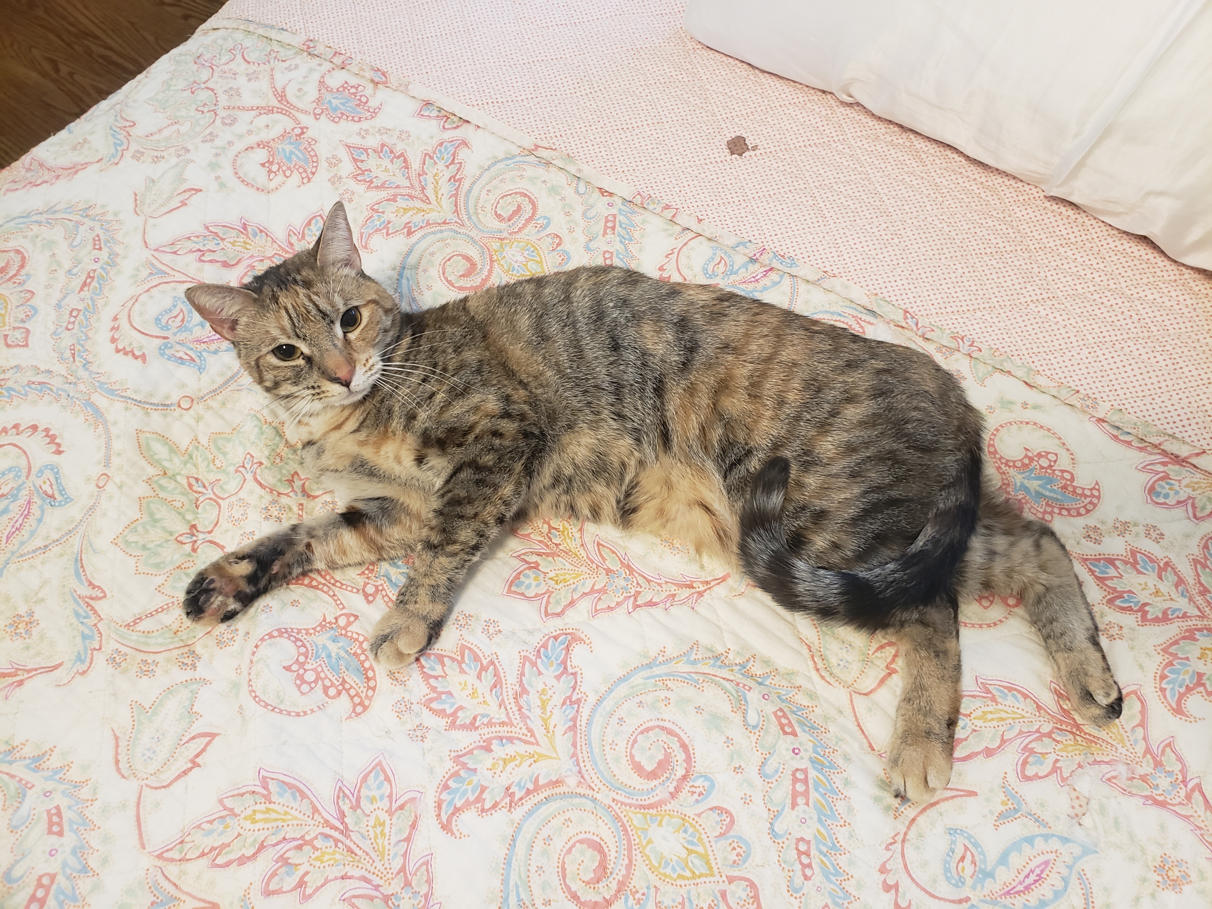 Zilli Girl, a Adoptable Domestic Short Hair in Highland Park, NJ image 2/11