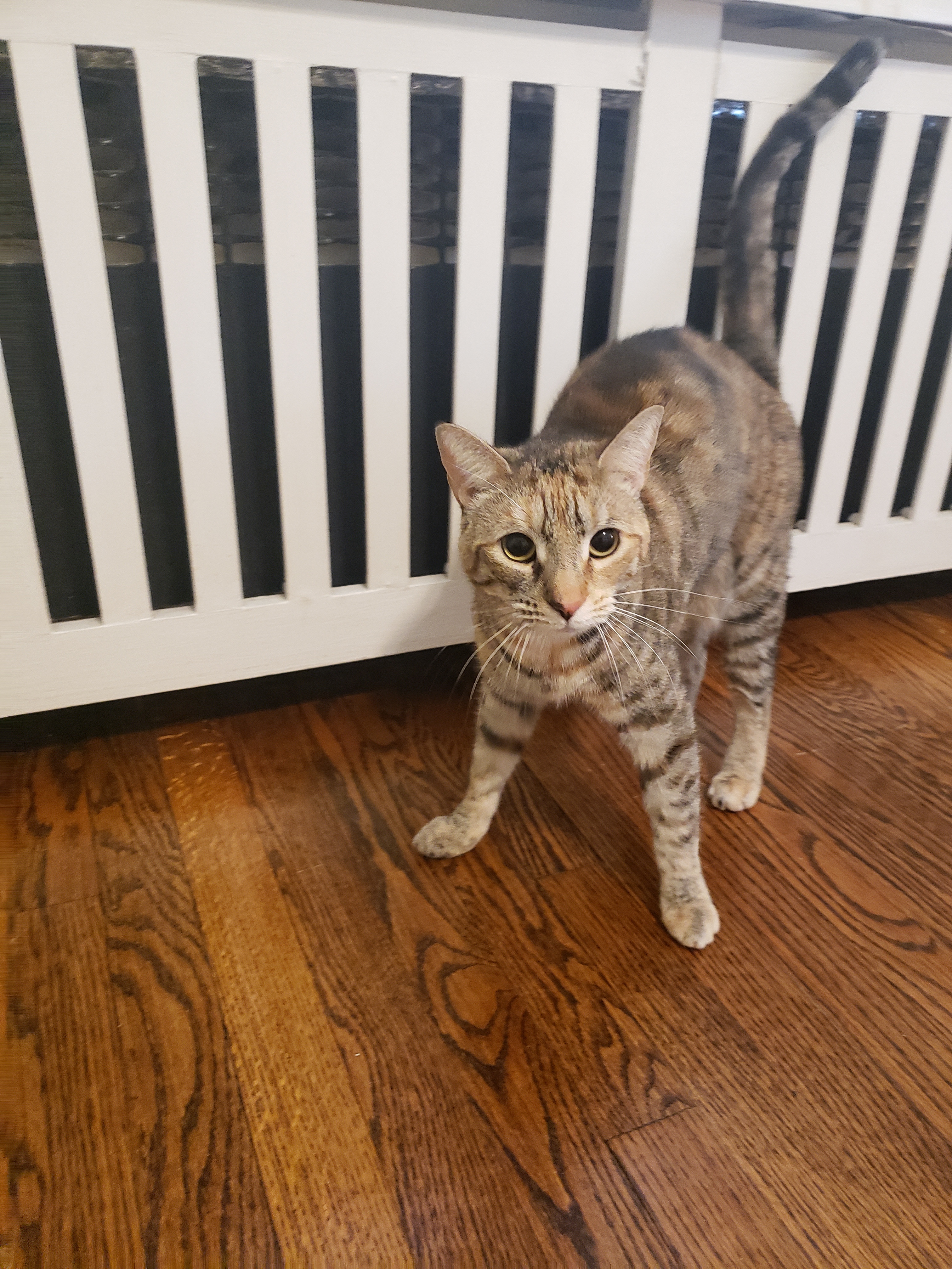 Zilli Girl, a Adoptable Domestic Short Hair in Highland Park, NJ image 3/11