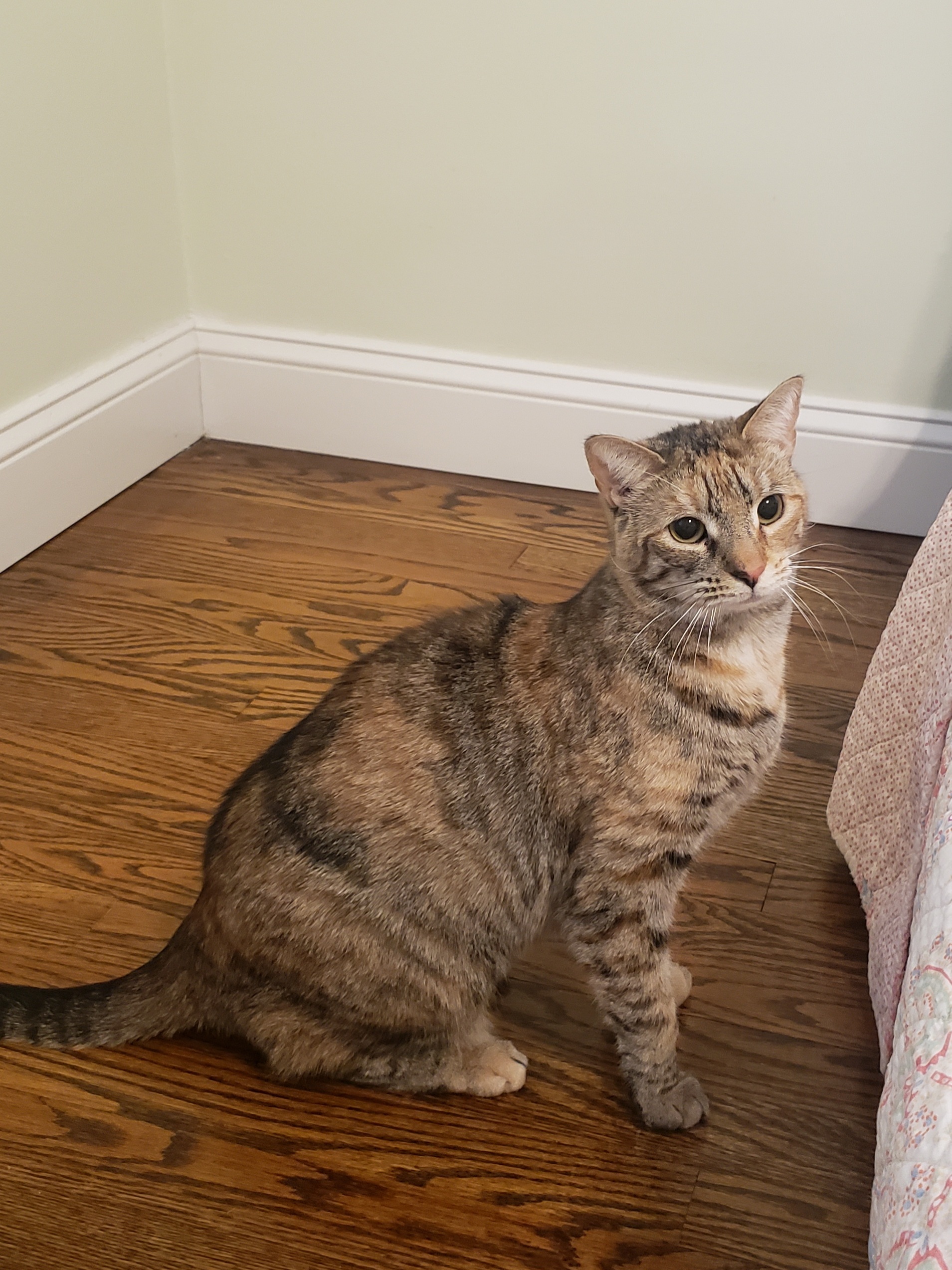 Zilli Girl, a Adoptable Domestic Short Hair in Highland Park, NJ image 4/11