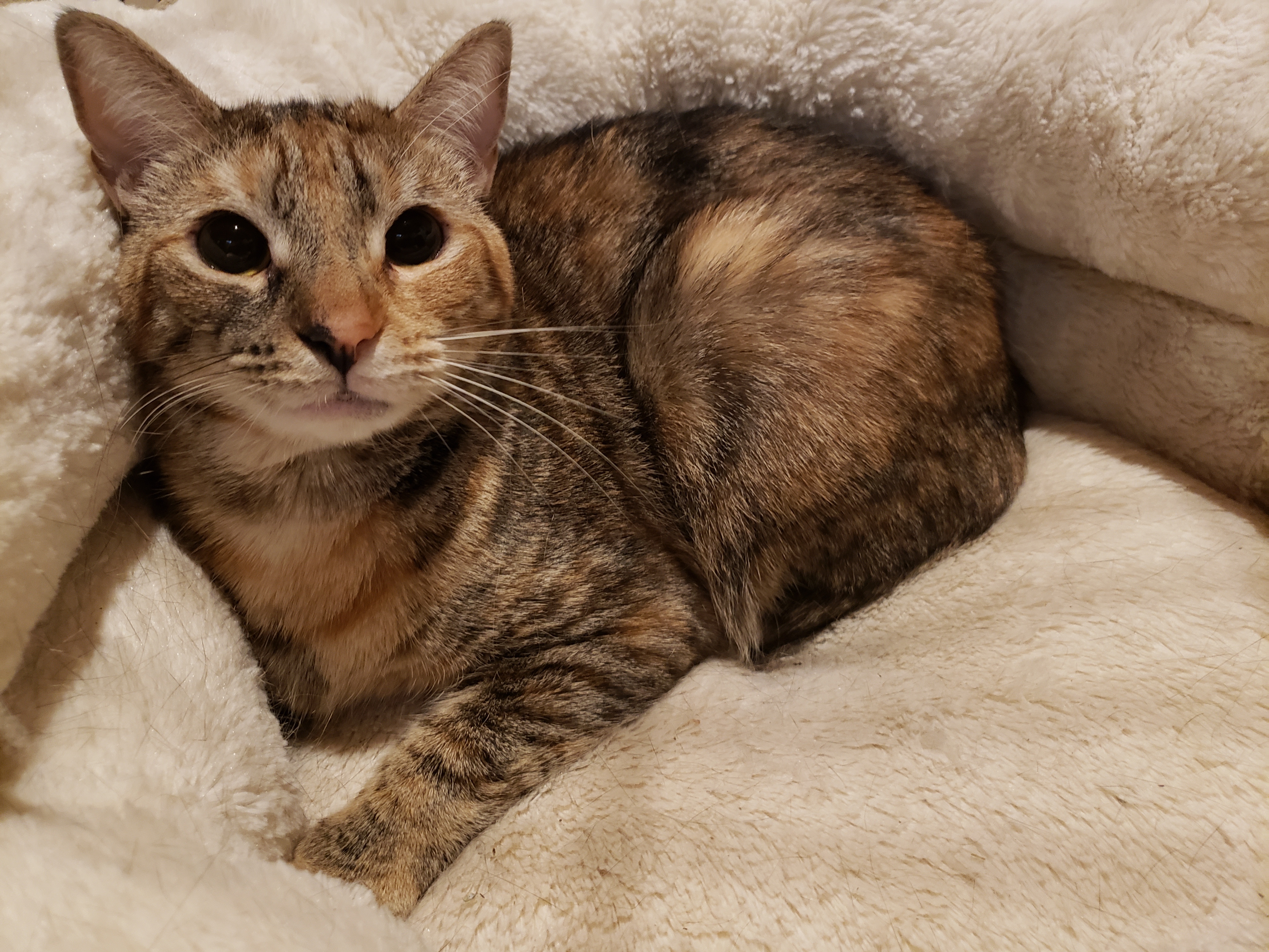 Zilli Girl, a Adoptable Domestic Short Hair in Highland Park, NJ image 5/11