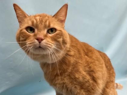 Enlarge Max, a Adoptable Domestic Short Hair in Coon Rapids, MN image 1/1