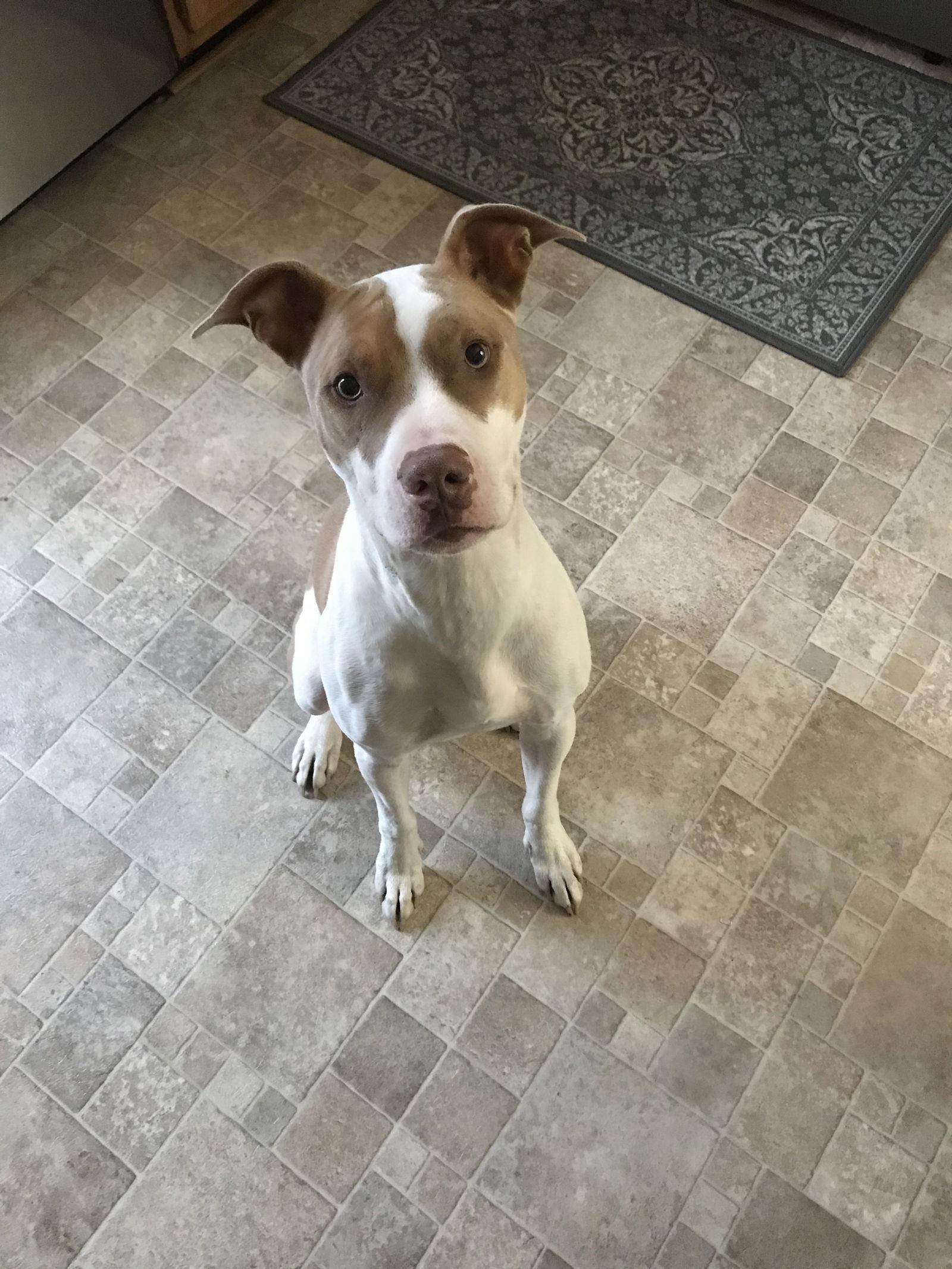 Boomer COURTESY, Adoptable, Adult Male Pit Bull Terrier.
