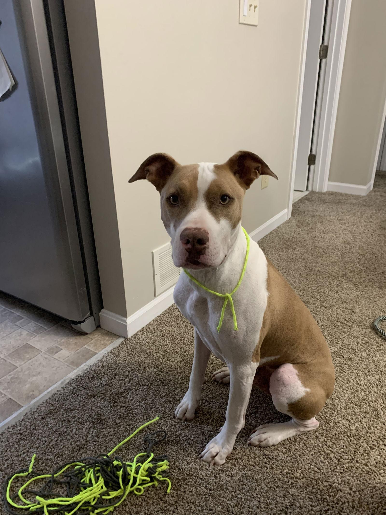 Boomer COURTESY, Adoptable, Adult Male Pit Bull Terrier.