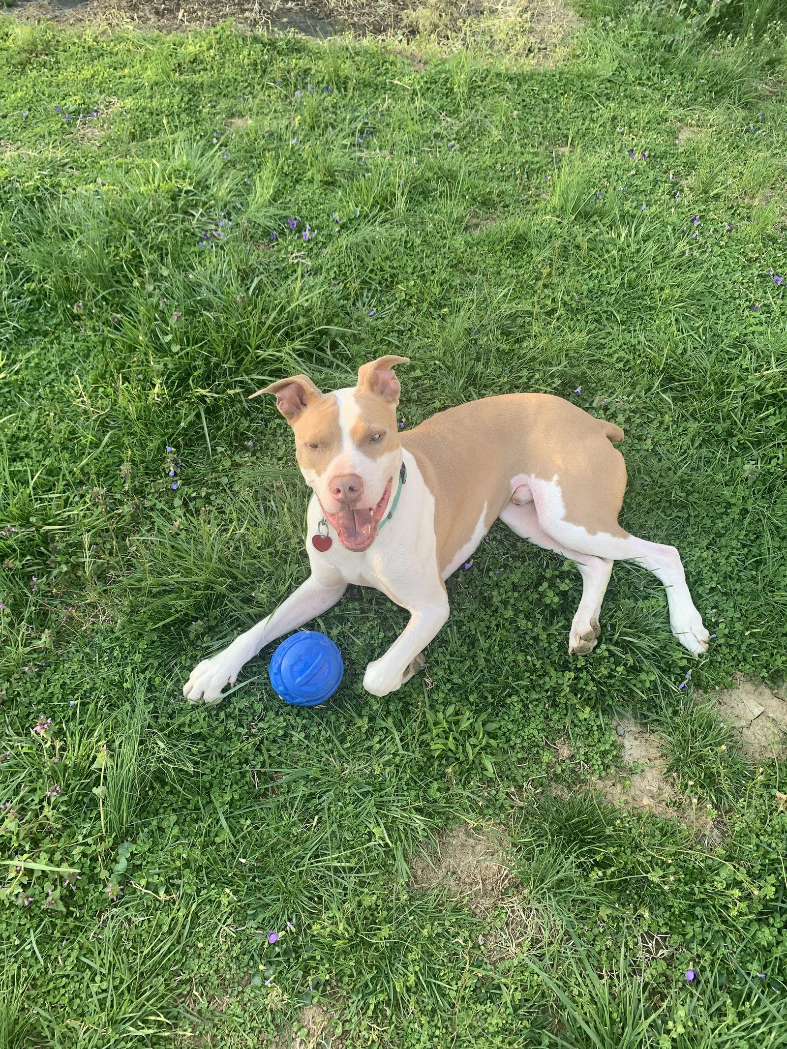 Enlarge Boomer COURTESY, a Adoptable Pit Bull Terrier in Fort Thomas, KY image 3/3