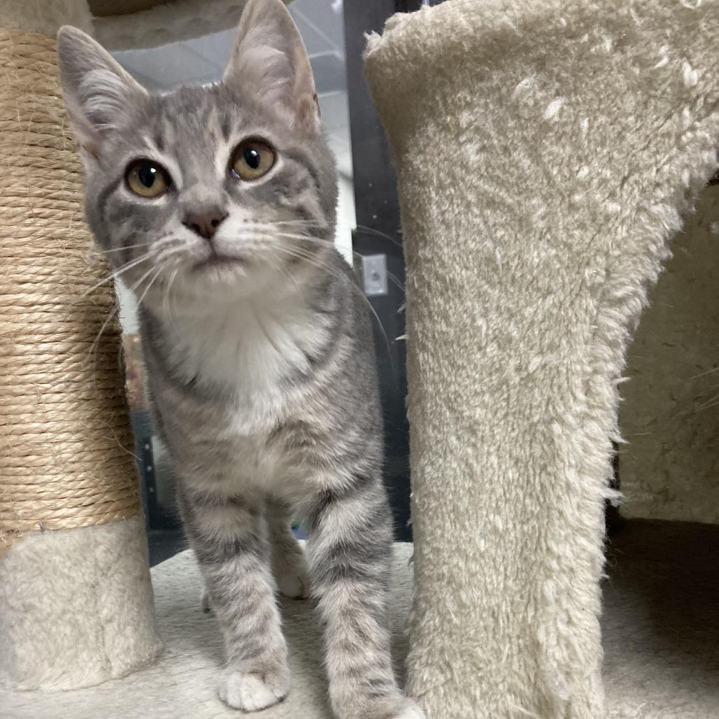 Jem, Adoptable, Kitten Female Domestic Short Hair.