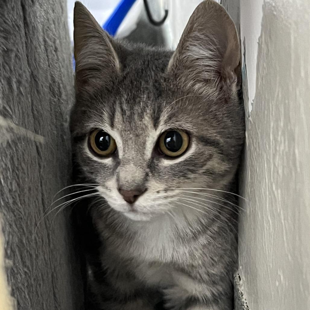 Jem, Adoptable, Kitten Female Domestic Short Hair.