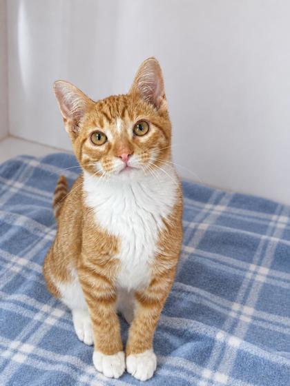 Enlarge Helios, a Adoptable mixed breed in Gwinn, MI image 1/1