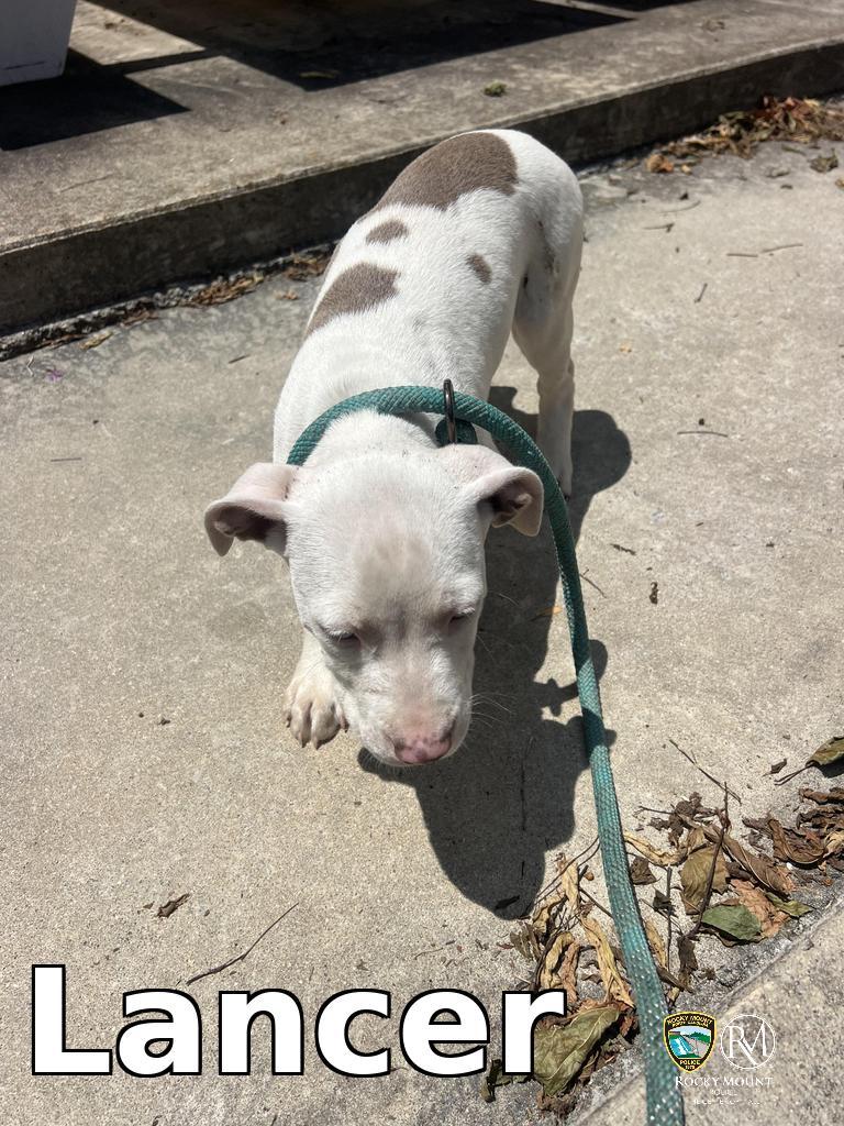 Lancer, Adopted, Puppy Male Pit Bull Terrier.