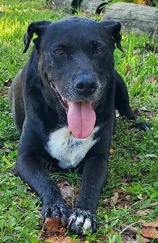 Sugar, a Adoptable mixed breed in North Fort Myers, FL image 3/4