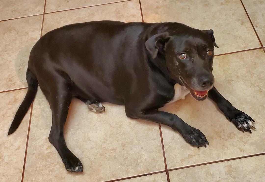 Sugar, a Adoptable mixed breed in North Fort Myers, FL image 4/4