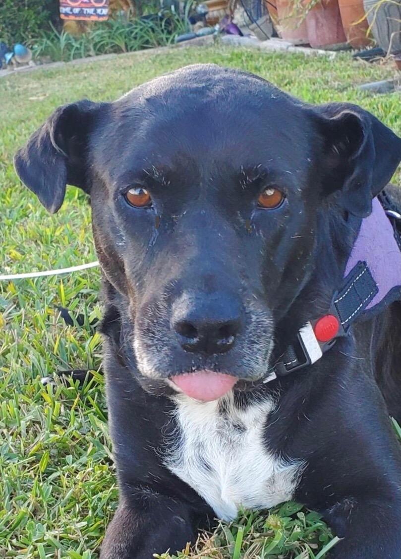 Sugar, Adoptable, Senior Female Black Labrador Retriever.