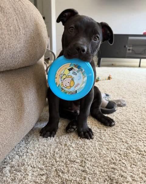 Enlarge Angus, a ADOPTABLE mixed breed in Broken Arrow, OK image 2/4