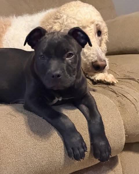 Enlarge Angus, a ADOPTABLE mixed breed in Broken Arrow, OK image 4/4