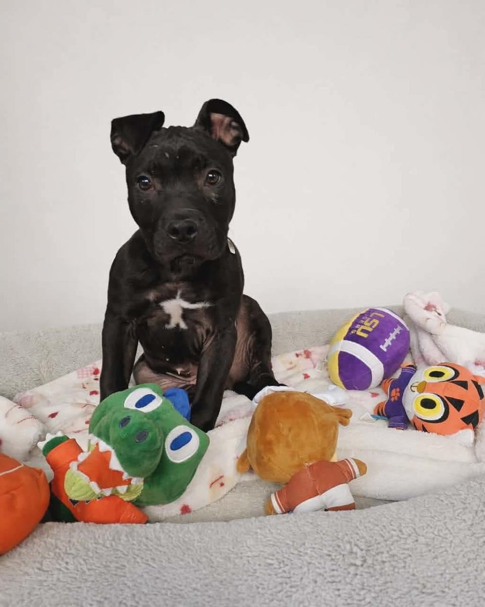 Enlarge Angus, a ADOPTABLE mixed breed in Broken Arrow, OK image 1/4