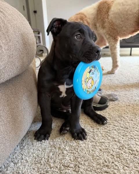 Enlarge Angus, a ADOPTABLE mixed breed in Broken Arrow, OK image 3/4