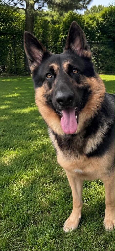 Enlarge Max, a Adoptable German Shepherd Dog in East Ridge, TN image 1/2
