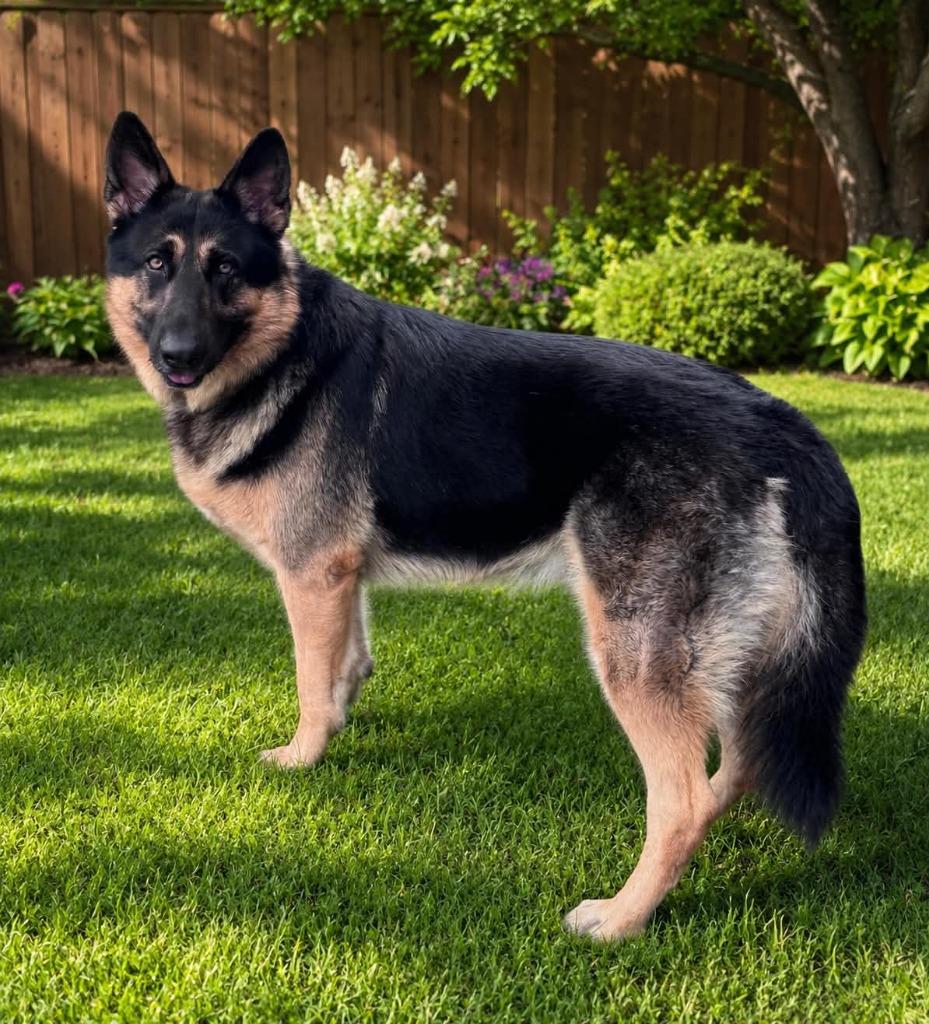 Enlarge Max, a Adoptable German Shepherd Dog in East Ridge, TN image 2/2