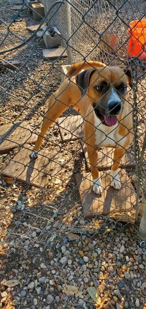 Ballerina, Adoptable, Young Female Boxer.