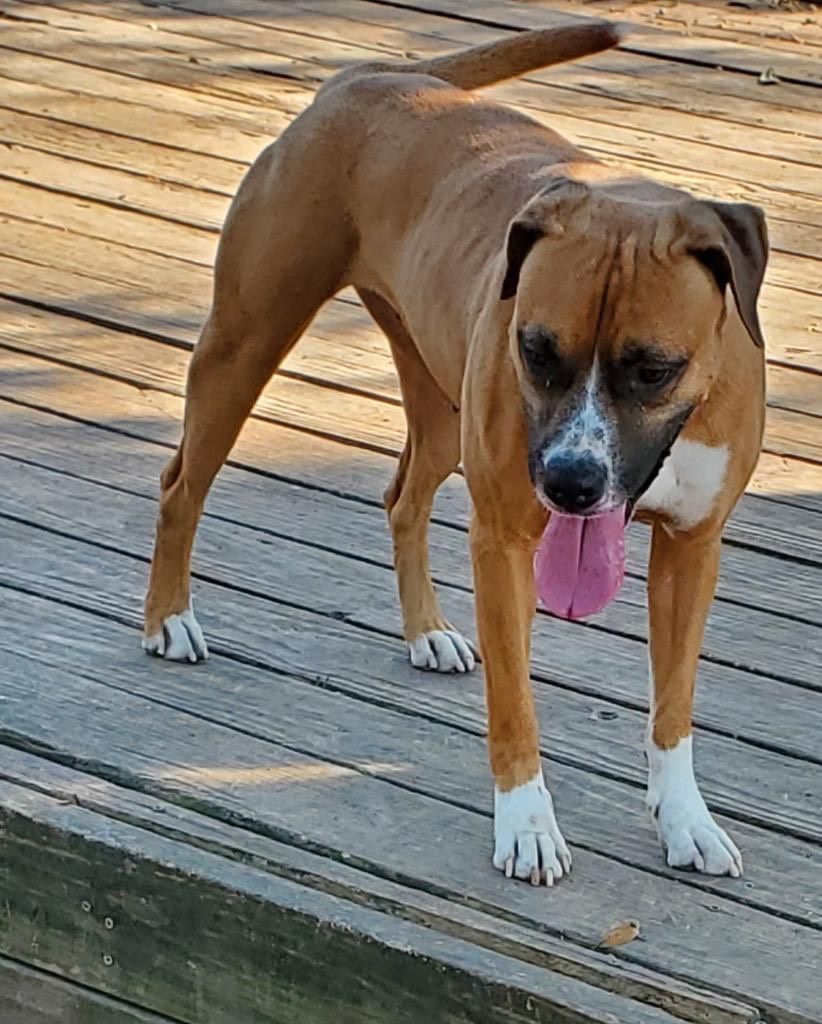Ballerina, a Adoptable Boxer in Denison, TX image 2/8