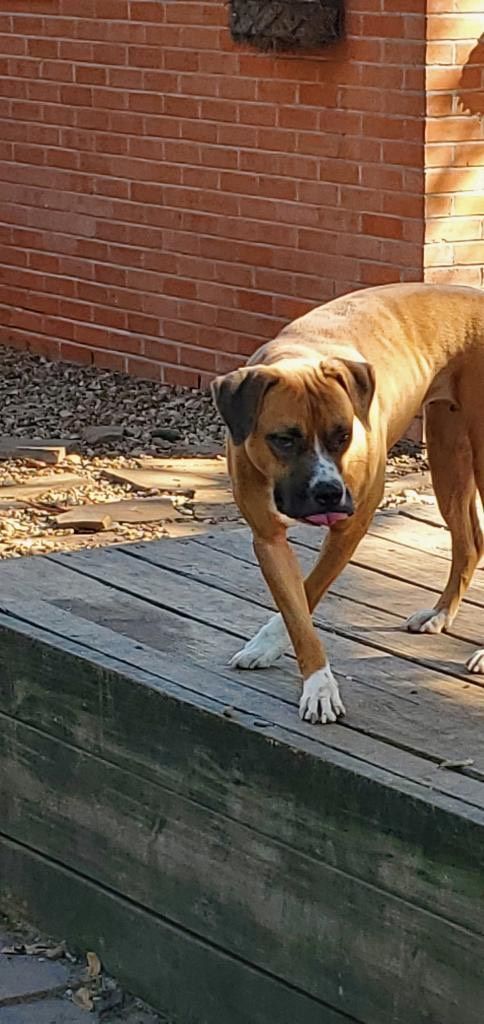 Ballerina, a Adoptable Boxer in Denison, TX image 3/8