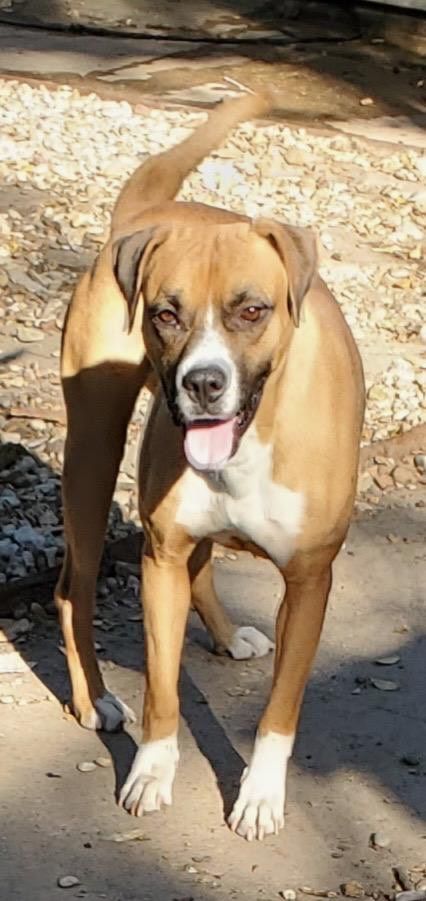 Ballerina, a Adoptable Boxer in Denison, TX image 4/8