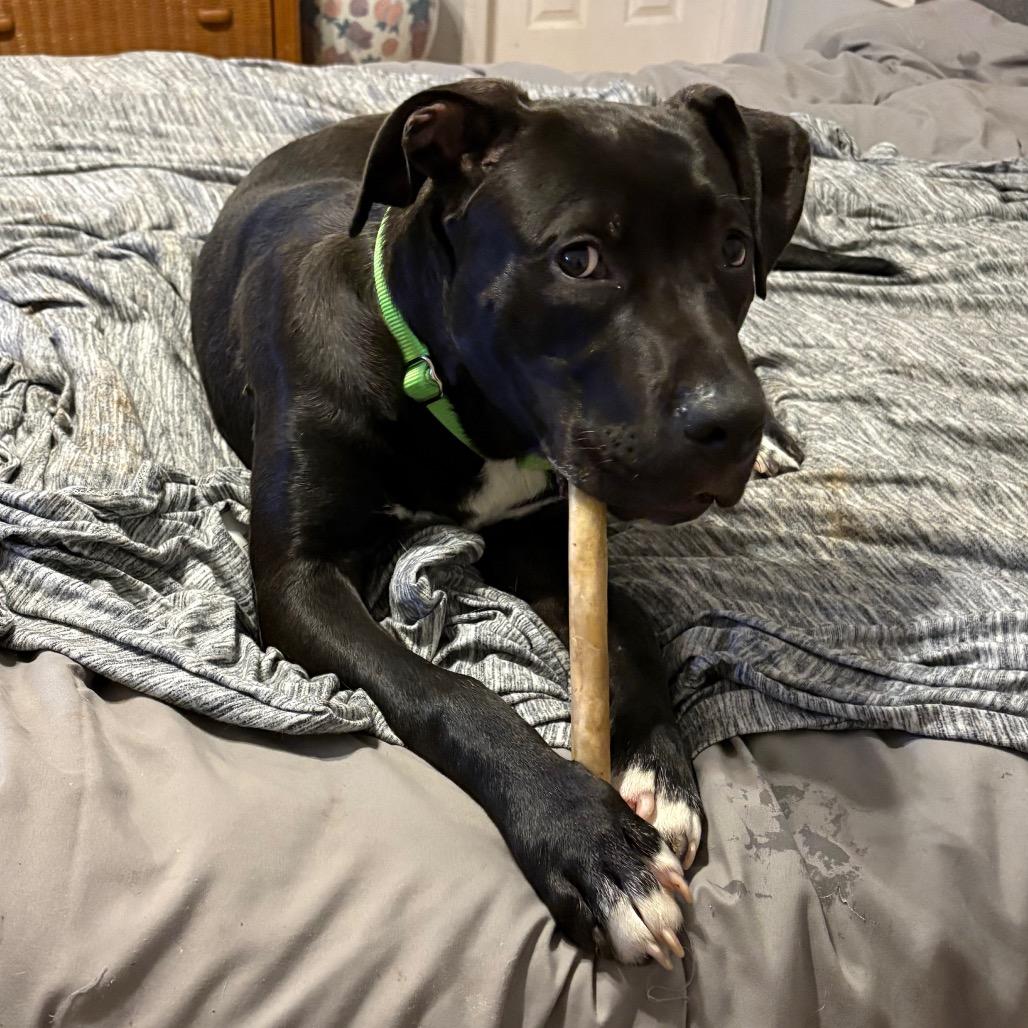 Enlarge Rocket Man, a Adoptable mixed breed in Farmersville, OH image 1/6