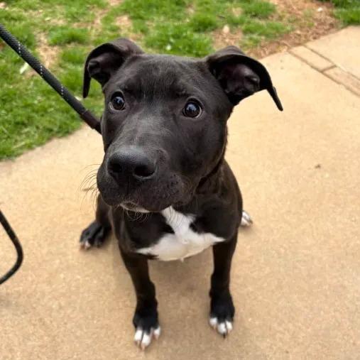 Enlarge Rocket Man, a Adoptable mixed breed in Farmersville, OH image 2/6