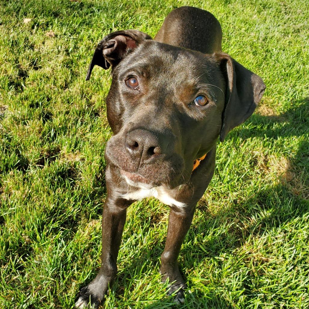 Enlarge Rocket Man, a Adoptable mixed breed in Farmersville, OH image 3/6