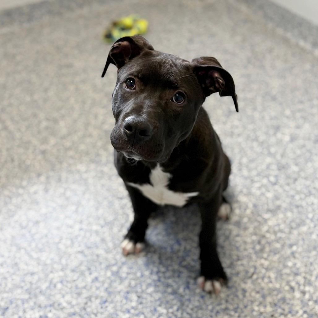 Enlarge Rocket Man, a Adoptable mixed breed in Farmersville, OH image 4/6