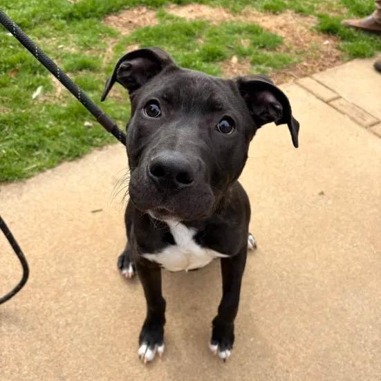 Enlarge Rocket Man, a Adoptable mixed breed in Farmersville, OH image 5/6