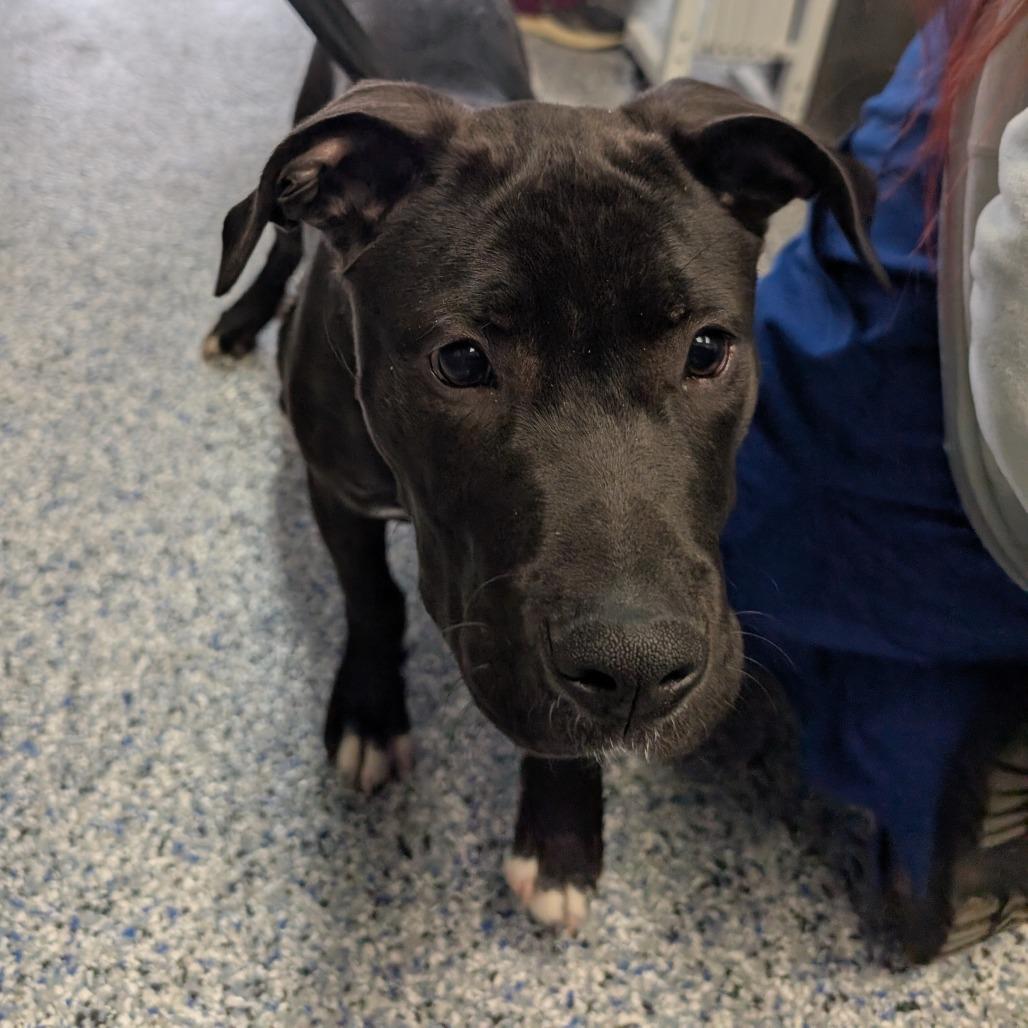 Enlarge Rocket Man, a Adoptable mixed breed in Farmersville, OH image 6/6