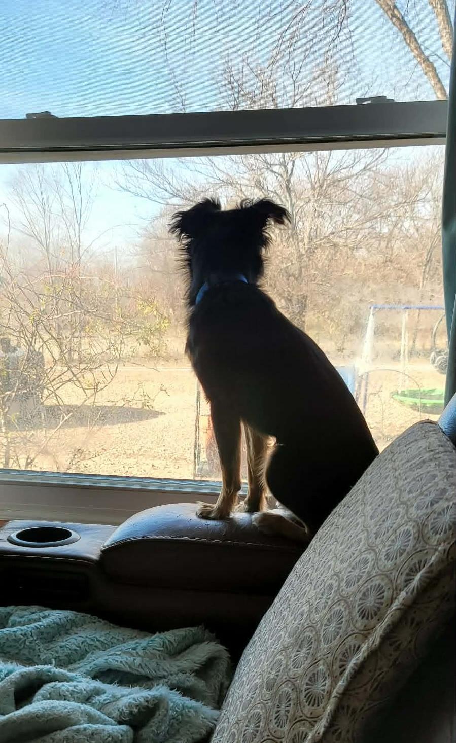 Nugget, an adopted mixed breed in Overland Park, KS image 3/3